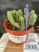 #EC141 EXACT Trichocereus Bridgesii Monstrose TBM Penis  Cactus Potted