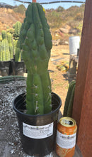 #EC142 EXACT Trichocereus Bob’s Monstrose Creation BMC Cactus 14.5”
