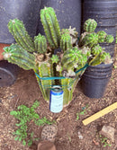 #EC143 EXACT Trichocereus Pachanoi PC Cactus Cutting 32”+