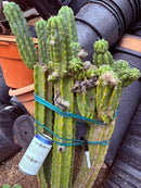 #EC143 EXACT Trichocereus Pachanoi PC Cactus Cutting 32”+