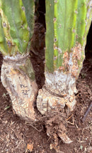 #EC143 EXACT Trichocereus Pachanoi PC Cactus Cutting 32”+