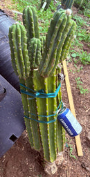 #EC143 EXACT Trichocereus Pachanoi PC Cactus Cutting 32”+