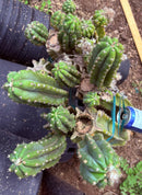 #EC143 EXACT Trichocereus Pachanoi PC Cactus Cutting 32”+