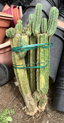 #EC143 EXACT Trichocereus Pachanoi PC Cactus Cutting 32”+