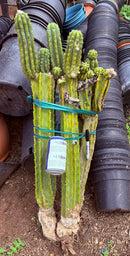 #EC143 EXACT Trichocereus Pachanoi PC Cactus Cutting 32”+