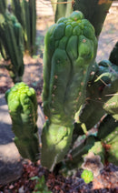 #EC144 Trichocereus Pachanoi Monstrose TPM Cactus Cuttings