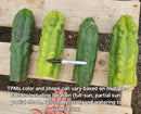 #EC144 Trichocereus Pachanoi Monstrose TPM Cactus Cuttings