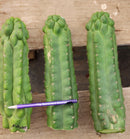 #EC144 Trichocereus Pachanoi Monstrose TPM Cactus Cuttings