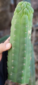 #EC144 Trichocereus Pachanoi Monstrose TPM Cactus Cuttings
