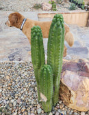 #EC144 Trichocereus Pachanoi Monstrose TPM Cactus Cuttings