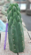 #EC144 Trichocereus Pachanoi Monstrose TPM Cactus Cuttings