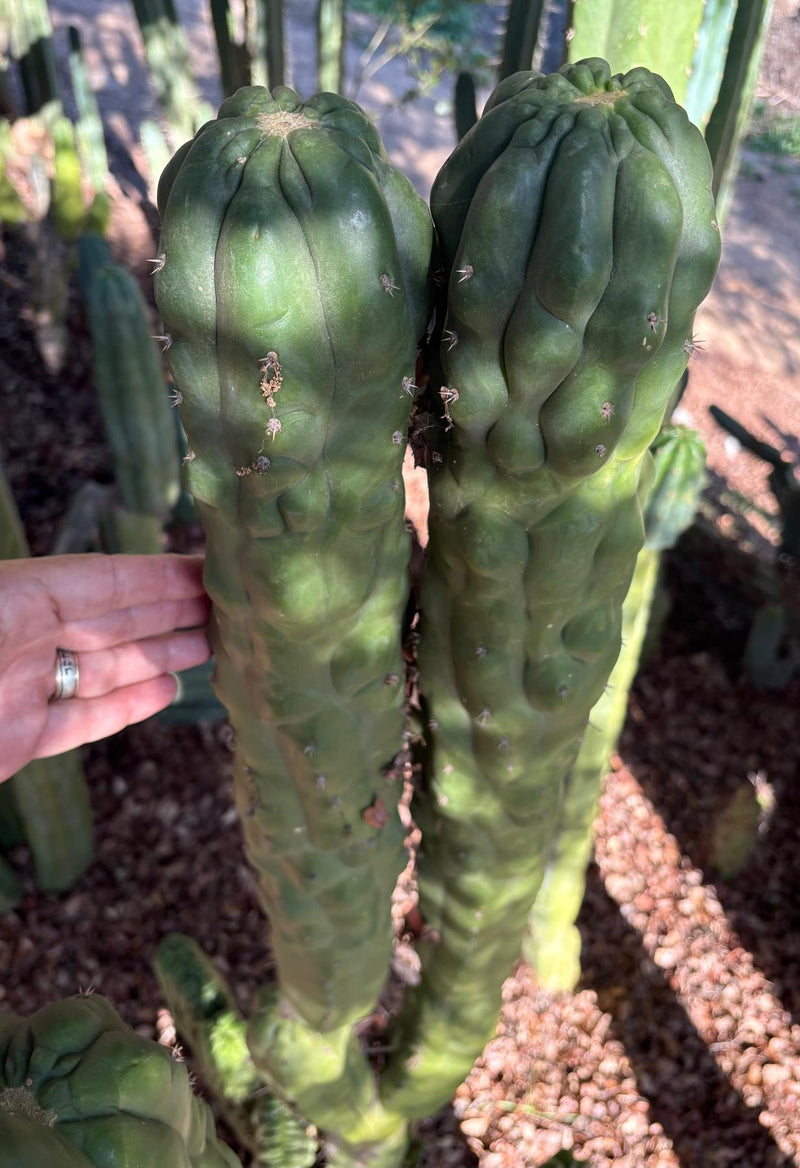EC144 Trichocereus Pachanoi Monstrose TPM Cactus Cuttings