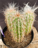 #EC145 EXACT Oreocereus Celsianus Old Man Cactus