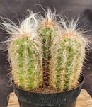 #EC145 EXACT Oreocereus Celsianus Old Man Cactus