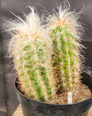 #EC145 EXACT Oreocereus Celsianus Old Man Cactus