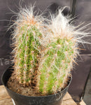 #EC145 EXACT Oreocereus Celsianus Old Man Cactus