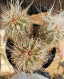 #EC145 EXACT Oreocereus Celsianus Old Man Cactus