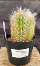 #EC145 EXACT Oreocereus Celsianus Old Man Cactus