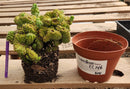 #EC146 EXACT Myrtillocactus Geometrizans Elite Crested Cactus