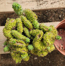 #EC146 EXACT Myrtillocactus Geometrizans Elite Crested Cactus