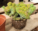#EC146 EXACT Myrtillocactus Geometrizans Elite Crested Cactus