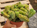 #EC146 EXACT Myrtillocactus Geometrizans Elite Crested Cactus