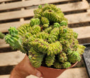 #EC146 EXACT Myrtillocactus Geometrizans Elite Crested Cactus