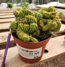 #EC146 EXACT Myrtillocactus Geometrizans Elite Crested Cactus
