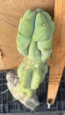 #EC147 EXACT Trichocereus Bridgesii  Jiimz Twin Spinez Cactus 23” Cutting