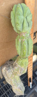 #EC147 EXACT Trichocereus Bridgesii  Jiimz Twin Spinez Cactus 23” Cutting
