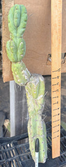 #EC147 EXACT Trichocereus Bridgesii  Jiimz Twin Spinez Cactus 23” Cutting