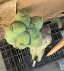 #EC147 EXACT Trichocereus Bridgesii  Jiimz Twin Spinez Cactus 23” Cutting