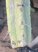 #EC147 EXACT Trichocereus Bridgesii  Jiimz Twin Spinez Cactus 23” Cutting