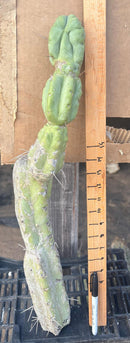 #EC147 EXACT Trichocereus Bridgesii  Jiimz Twin Spinez Cactus 23” Cutting