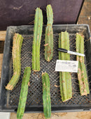 #EC148 EXACT Trichocereus Bridgesii Jiimz Cactus Cutting TLC Bargain Lot