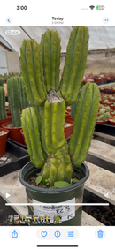 #EC15 EXACT Trichocereus Pachanoi  PC Cactus