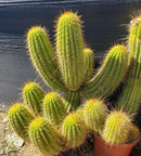 #EC150 EXACT Trichocereus Grandiflorus Western Red Ornamental Cactus Cutting 5-6"