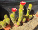 #EC150 EXACT Trichocereus Grandiflorus Western Red Ornamental Cactus Cutting 5-6"
