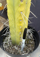 #EC151 EXACT Trichocereus Bridgesii Twin Spine Ornamental Cactus 14.5”