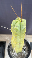 #EC151 EXACT Trichocereus Bridgesii Twin Spine Ornamental Cactus 14.5”