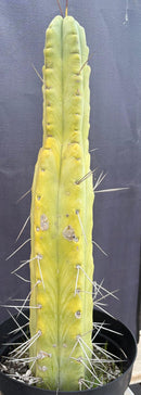 #EC151 EXACT Trichocereus Bridgesii Twin Spine Ornamental Cactus 14.5”