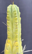#EC151 EXACT Trichocereus Bridgesii Twin Spine Ornamental Cactus 14.5”
