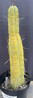 #EC151 EXACT Trichocereus Bridgesii Twin Spine Ornamental Cactus 14.5”