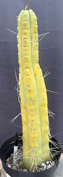 #EC151 EXACT Trichocereus Bridgesii Twin Spine Ornamental Cactus 14.5”