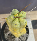 #EC151 EXACT Trichocereus Bridgesii Twin Spine Ornamental Cactus 14.5”