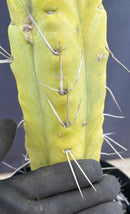 #EC151 EXACT Trichocereus Bridgesii Twin Spine Ornamental Cactus 14.5”