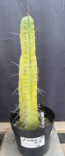 #EC151 EXACT Trichocereus Bridgesii Twin Spine Ornamental Cactus 14.5”