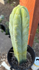 #EC152 EXACT Trichocereus Bald Bridgesii  Cactus 15”