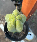 #EC152 EXACT Trichocereus Bald Bridgesii  Cactus 15”