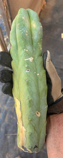 #EC153 EXACT Trichocereus Bridgesii Jiimz Twin Spine Cactus Cuttings